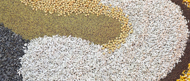 Blog of Seed Cycling: Using Essential Fatty Acids and Minerals for Hormone Balancing which have image mosaic of different seed types
