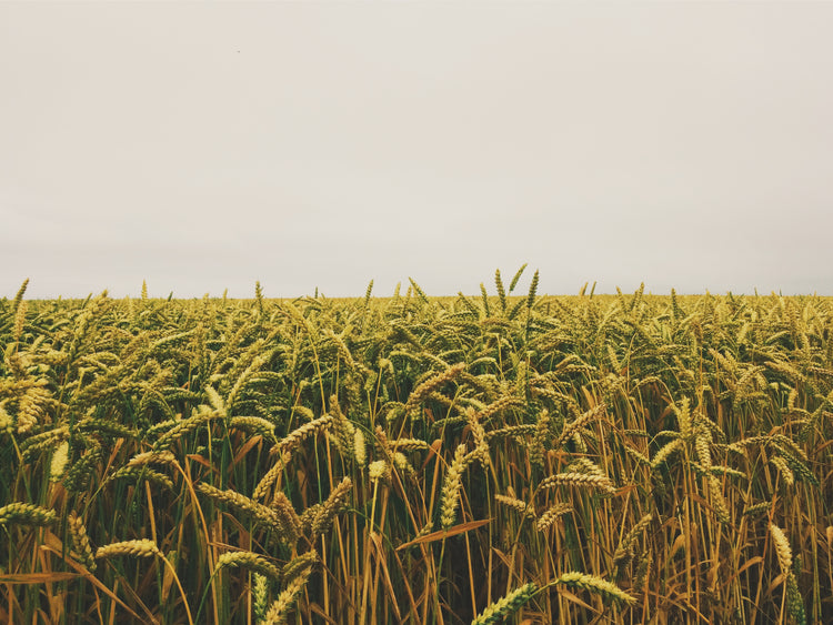 Blog of What Happened to Our Food and What We Can do About It? which have image field of wheat