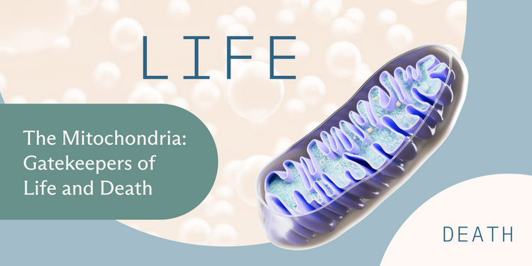 Blog of The Mitochondria: The Gatekeepers of Life and Death which have image Mitochondria- Gatekeepers of Life and Death