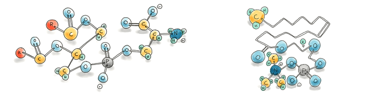 Blog of Phosphatidylcholine vs Phosphatidylserine: Which Phospholipid Is Right for You? which have image Phosphatidylcholine vs Phosphatidylserine: Which Phospholipid Is Right for You?
