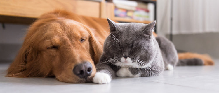 Blog of Pet Vitamins: The Beginner’s Guide to Dog and Cat Supplements which have image Pet Vitamins: The Beginner’s Guide to Dog and Cat Supplements