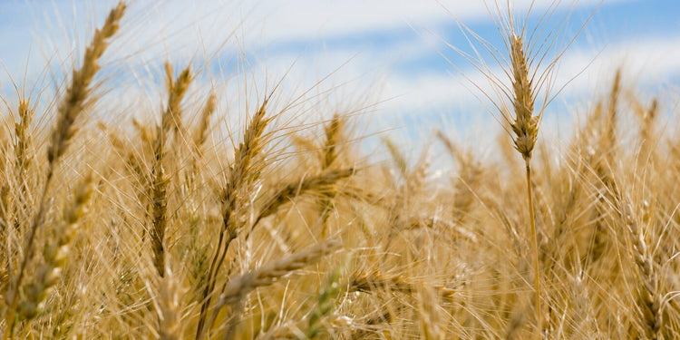 Blog of Why Is Fiber Important and How To Eat More High-Fiber Foods which have image Why Is Fiber Important and How To Eat More High-Fiber Foods