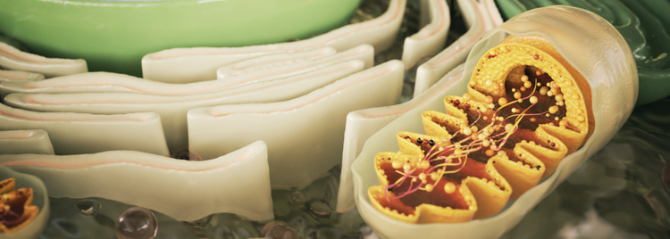 Blog of The Science Behind Cellular Health Supplements which have image The Science Behind Cellular Health Supplements