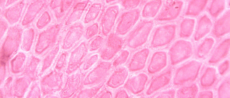 Blog of What is Lipid Replacement Therapy & What Can It Do for Your Health? which have image cell membrane