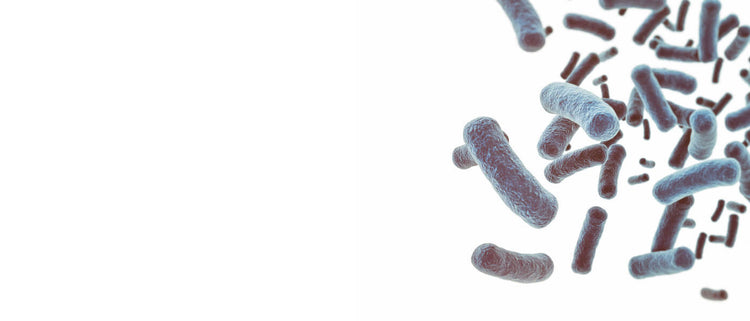 Blog of Introducing Postbiotics — The Newest Biotic for Total Microbiome Support which have image Introducing Postbiotics — The Newest Biotic for Total Microbiome Support