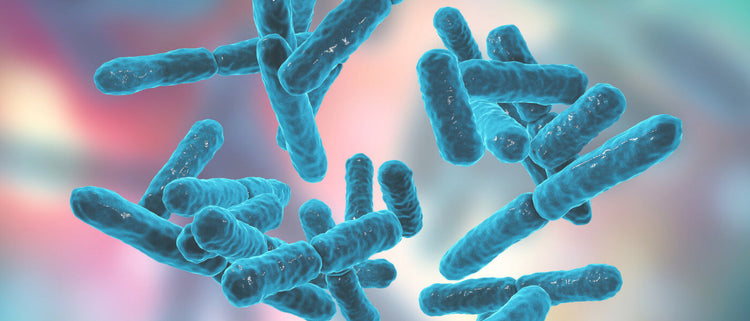 Blog of Are Probiotics Good for You? What to Know When Choosing a Probiotic Supplement which have image probiotic bacteria
